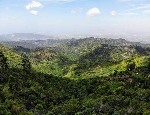 Why Jamaican Blue Mountain Coffee is the World’s Ultimate Luxury Brew