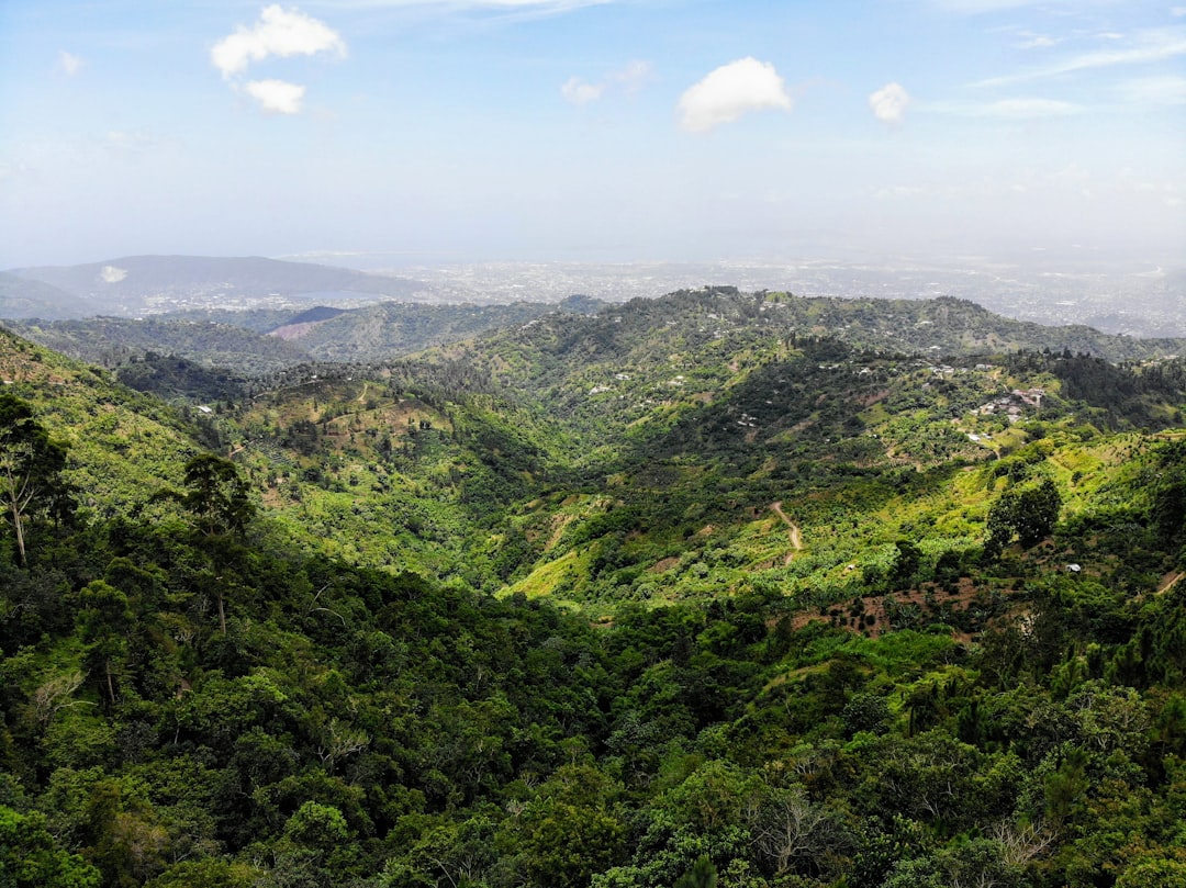 coffee, jamaica, luxury, blue mountain, jablum, wallenford